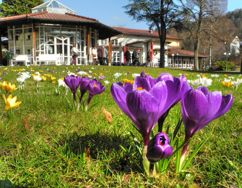 Krokus im Kurpark